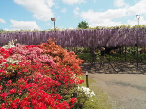 あしかがフラワーパーク：藤の開花状況2024.4.25の写真です。