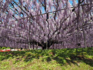 あしかがフラワーパーク：藤の開花状況2024.4.25の写真です。
