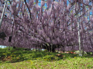 あしかがフラワーパーク：藤の開花状況2024.4.25の写真です。