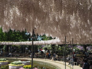 あしかがフラワーパーク：藤の開花状況2024.4.25の写真です。