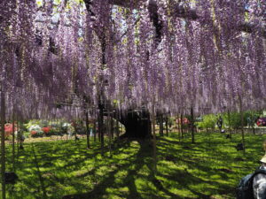 あしかがフラワーパーク：藤の開花状況2024.4.25の写真です。