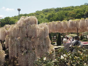 あしかがフラワーパーク：藤の開花状況2024.4.25の写真です。