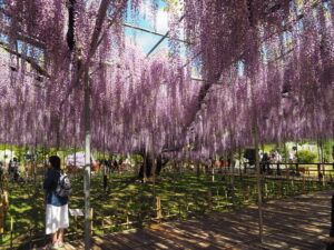 あしかがフラワーパーク：藤の開花状況2024.4.25の写真です。