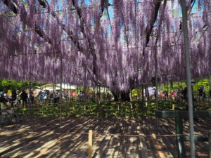 あしかがフラワーパーク：藤の開花状況2024.4.25の写真です。