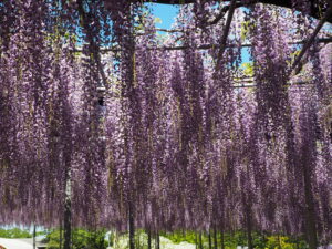 あしかがフラワーパーク：藤の開花状況2024.4.25の写真です。