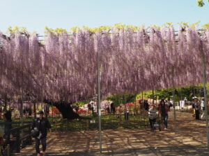 あしかがフラワーパーク：藤の開花状況2024.4.25の写真です。