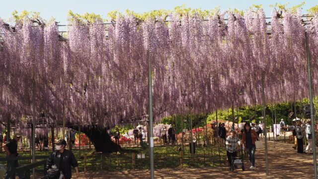 あしかがフラワーパーク：藤の開花状況2024.4.25の写真です。