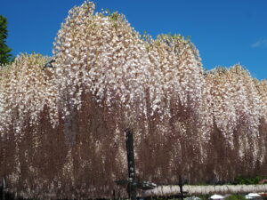 あしかがフラワーパーク：藤の開花状況2024.4.25の写真です。