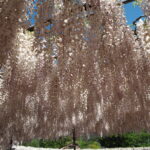 あしかがフラワーパーク：藤の開花状況2024.4.25の写真です。