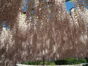あしかがフラワーパーク：藤の開花状況2024.4.25の写真です。