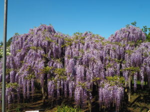 あしかがフラワーパーク：藤の開花状況2024.4.25の写真です。