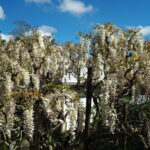 あしかがフラワーパーク：藤の開花状況2024.4.25の写真です。