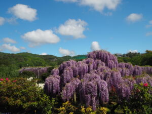 あしかがフラワーパーク：藤の開花状況2024.4.25の写真です。