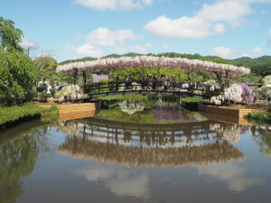 あしかがフラワーパーク：藤の開花状況2024.4.25の写真です。