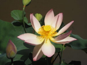 あしかがフラワーパーク：7月の花の写真です。