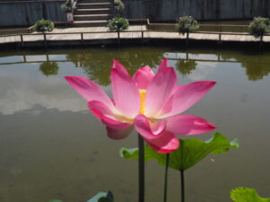 あしかがフラワーパーク：7月の花の写真です。