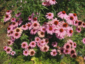 あしかがフラワーパーク：7月の花の写真です。