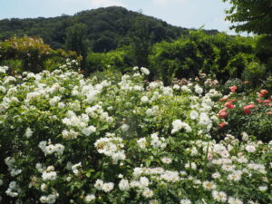 あしかがフラワーパーク：7月の花の写真です。