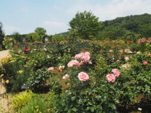 あしかがフラワーパーク：7月の花の写真です。