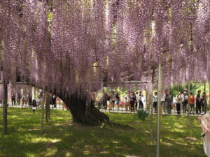あしかがフラワーパークの藤：2024.4.29　AM9:00の写真です。