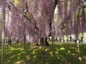 あしかがフラワーパークの藤：2024.4.29　AM9:00の写真です。