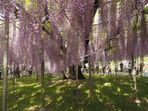 あしかがフラワーパーク：大春の花の写真です。