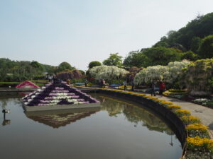 あしかがフラワーパークの藤：2024.4.29　AM9:00の写真です。