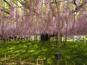 あしかがフラワーパークの藤：2024.4.29　AM9:00の写真です。
