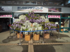 あしかがフラワーパーク：正面ゲート前の藤の花の写真です。