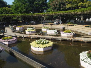 あしかがフラワーパーク：開花状況の写真です。