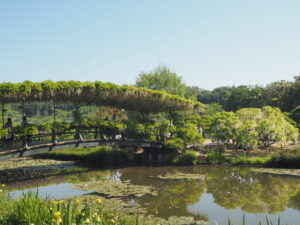 あしかがフラワーパーク：開花状況の写真です。