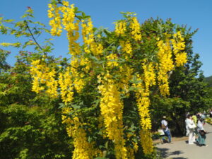 あしかがフラワーパーク：開花状況の写真です。