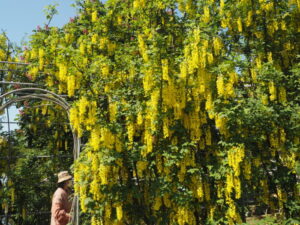 あしかがフラワーパーク：開花状況の写真です。