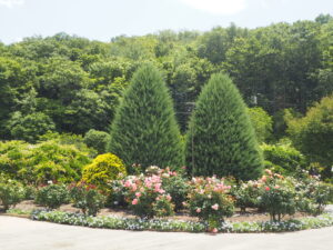 あしかがフラワーパーク：園内の花の写真です。