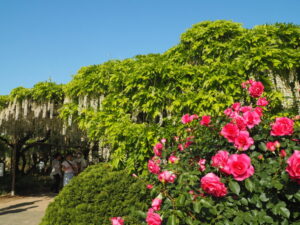 あしかがフラワーパーク：開花状況の写真です。