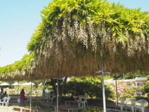 あしかがフラワーパーク：開花状況の写真です。