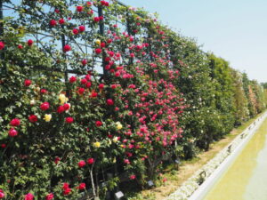 あしかがフラワーパーク：開花状況の写真です。