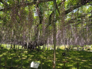 あしかがフラワーパーク：開花状況の写真です。