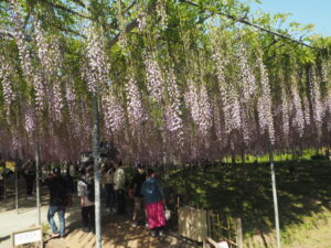 あしかがフラワーパーク：開花状況の写真です。