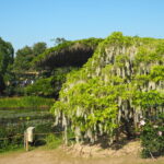 あしかがフラワーパーク：開花状況の写真です。