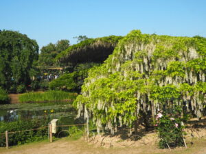 あしかがフラワーパーク：開花状況の写真です。