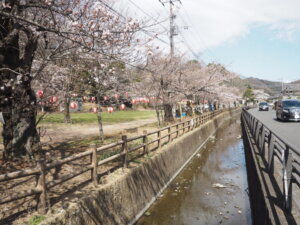 足利公園入り口付近の桜の写真です。