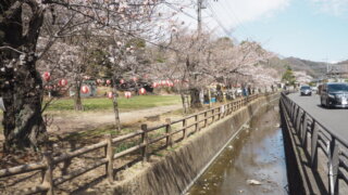 足利公園入り口付近の桜の写真です。