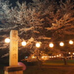 足利公園：夜桜の写真です。