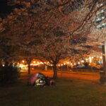足利公園：夜桜の写真です。