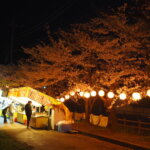 足利公園：夜桜の写真です。