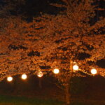 足利公園：夜桜の写真です。