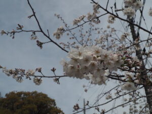 足利公園：桜の写真です。