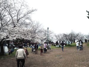 足利公園桜まつりの写真です。