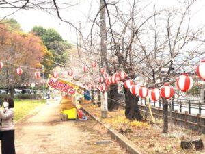 足利公園の桜の写真です。